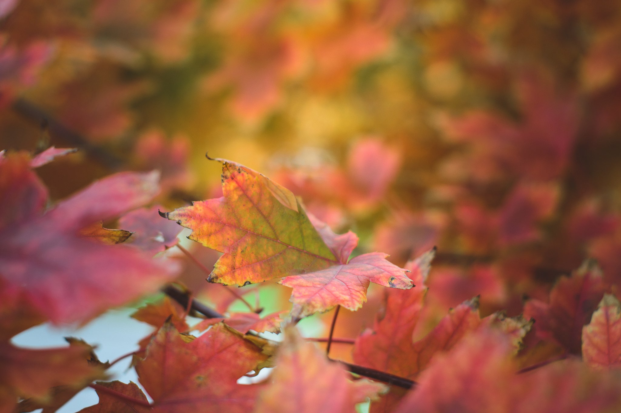 Fall Promo